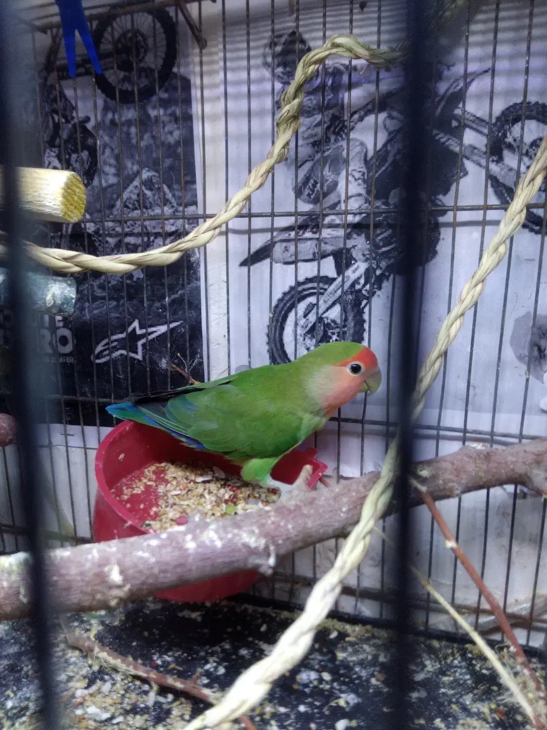 کوتوله عروس هلندی|پرنده|قم, انصار‌الحسین|دیوار