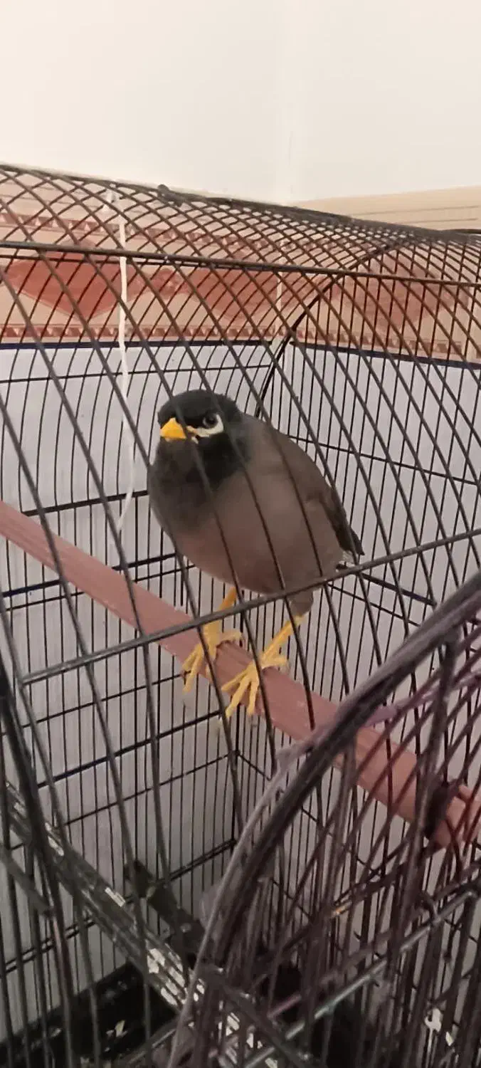 یک جفت عروس هلندی نرماده ودوتا مرغ مینا قیمت مناسب|پرنده|نرماشیر, |دیوار