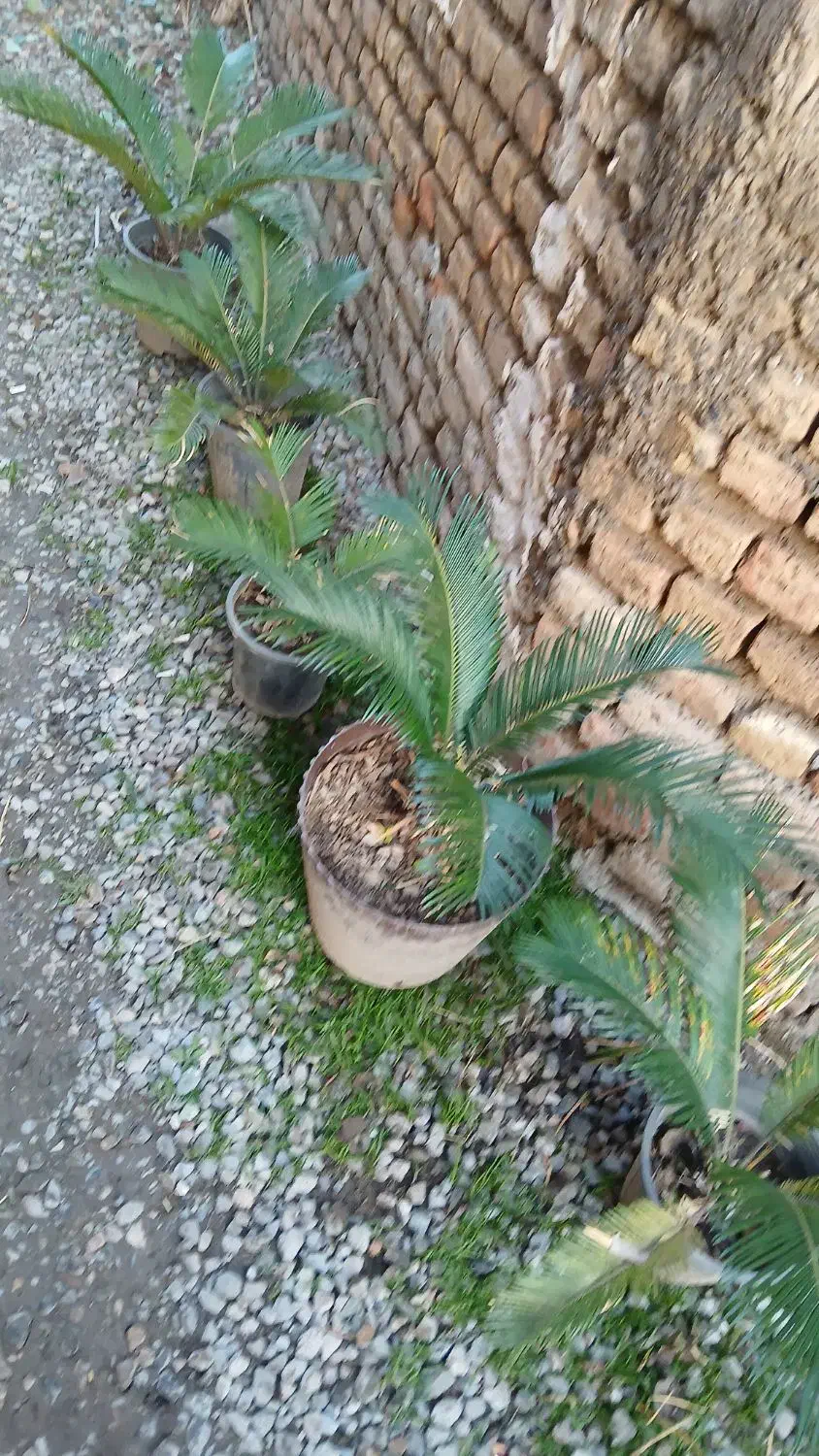 گل سیکاس|گل و گیاه طبیعی|مزرعه کتول, |دیوار