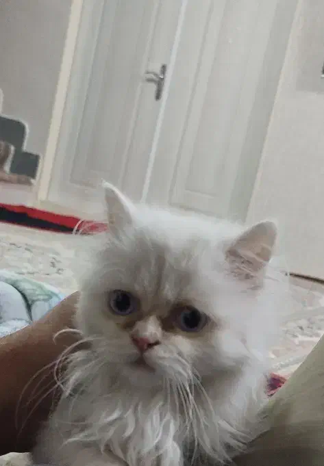 گربه پرشین|گربه|تبریز, |دیوار