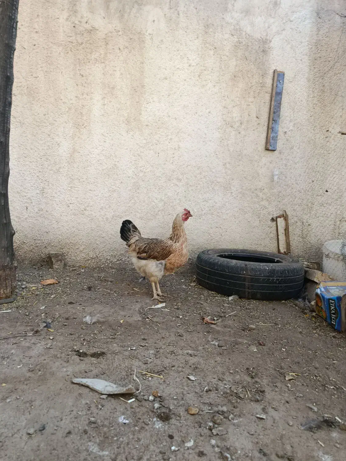 مرغ تخم گذار و کرچی|حیوانات مزرعه|سبزوار, امیر کبیر|دیوار