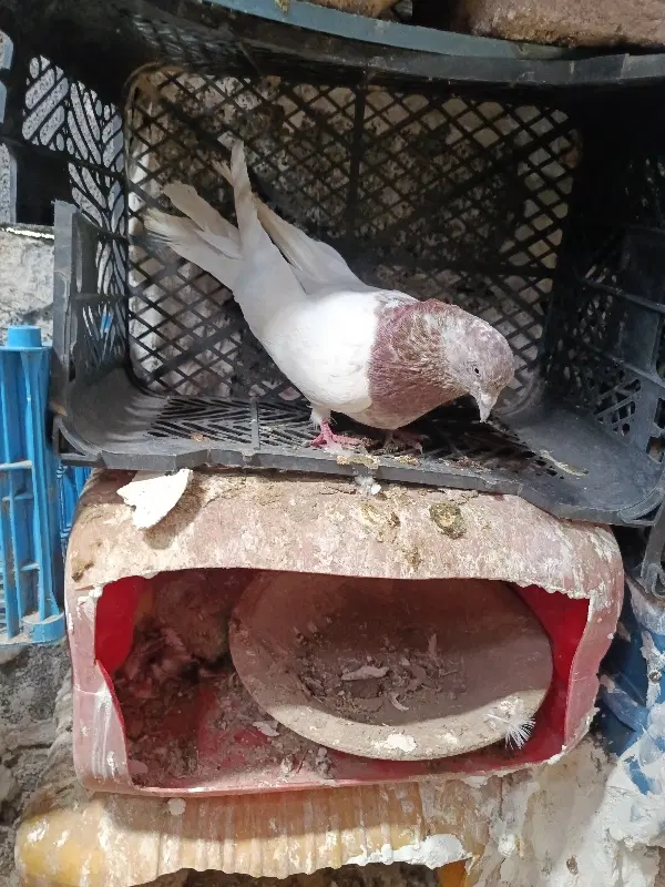 موشو باش|پرنده|عجب شیر, |دیوار