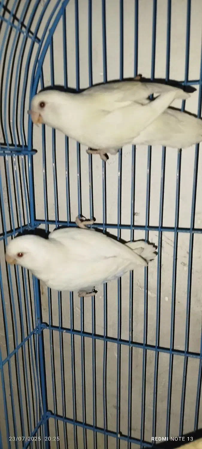 کتوله برزیلی|پرنده|شیراز, سیاه سنگ|دیوار