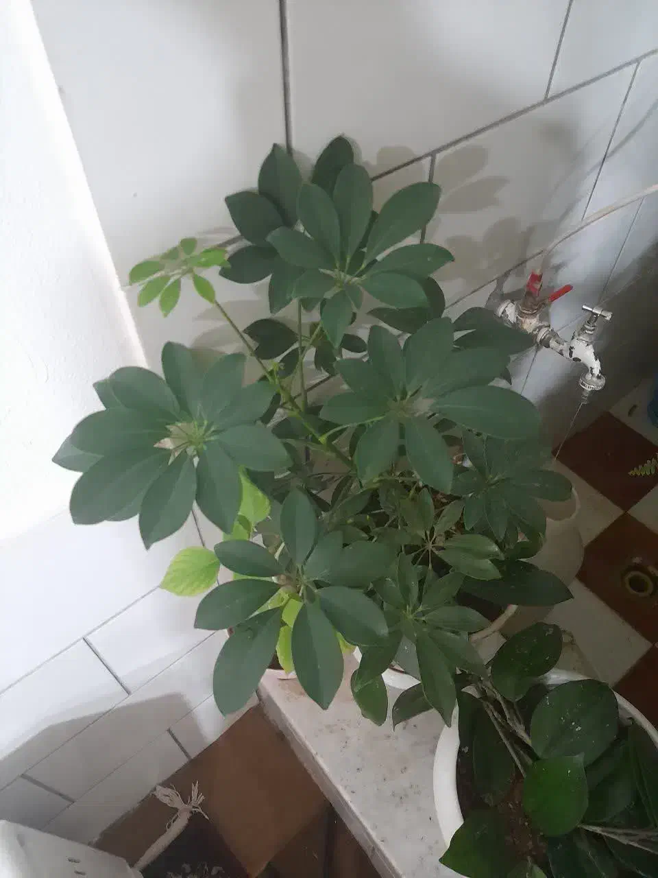 گل سرخس گل|گل و گیاه طبیعی|بروجن, |دیوار