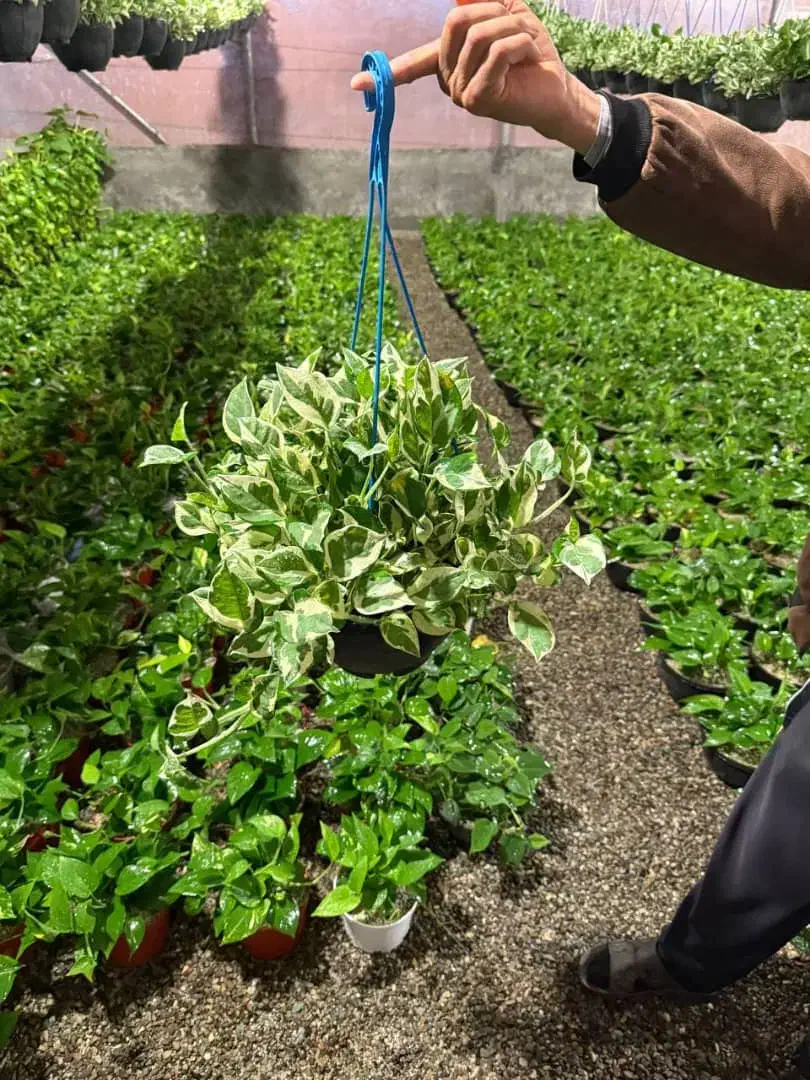 نگهبان گلخانه ترجیحا اتباع|استخدام سرایداری و نظافت|پاکدشت, پاکدشت (مامازند)|دیوار