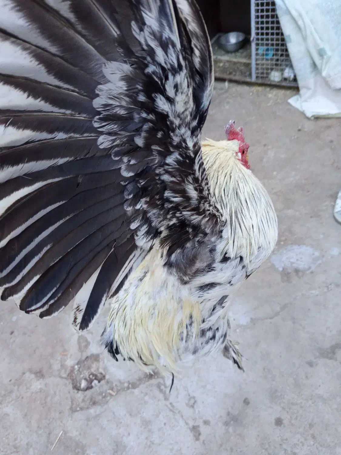 خروس|حیوانات مزرعه|سلفچگان, |دیوار