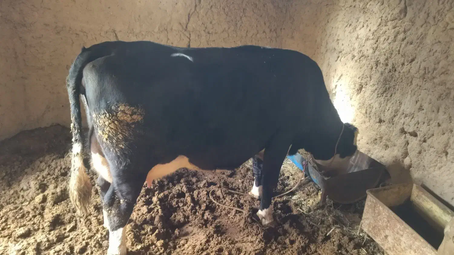 گاو سیمینتال با گوساله|حیوانات مزرعه|مشهد, خواجه ربیع|دیوار