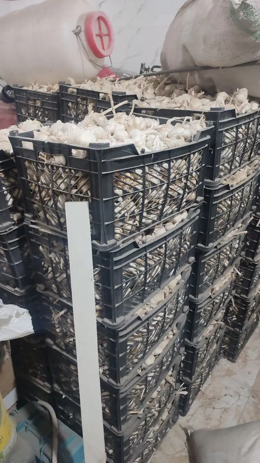 سیر درجه 1|عمدهفروشی|الشتر, |دیوار