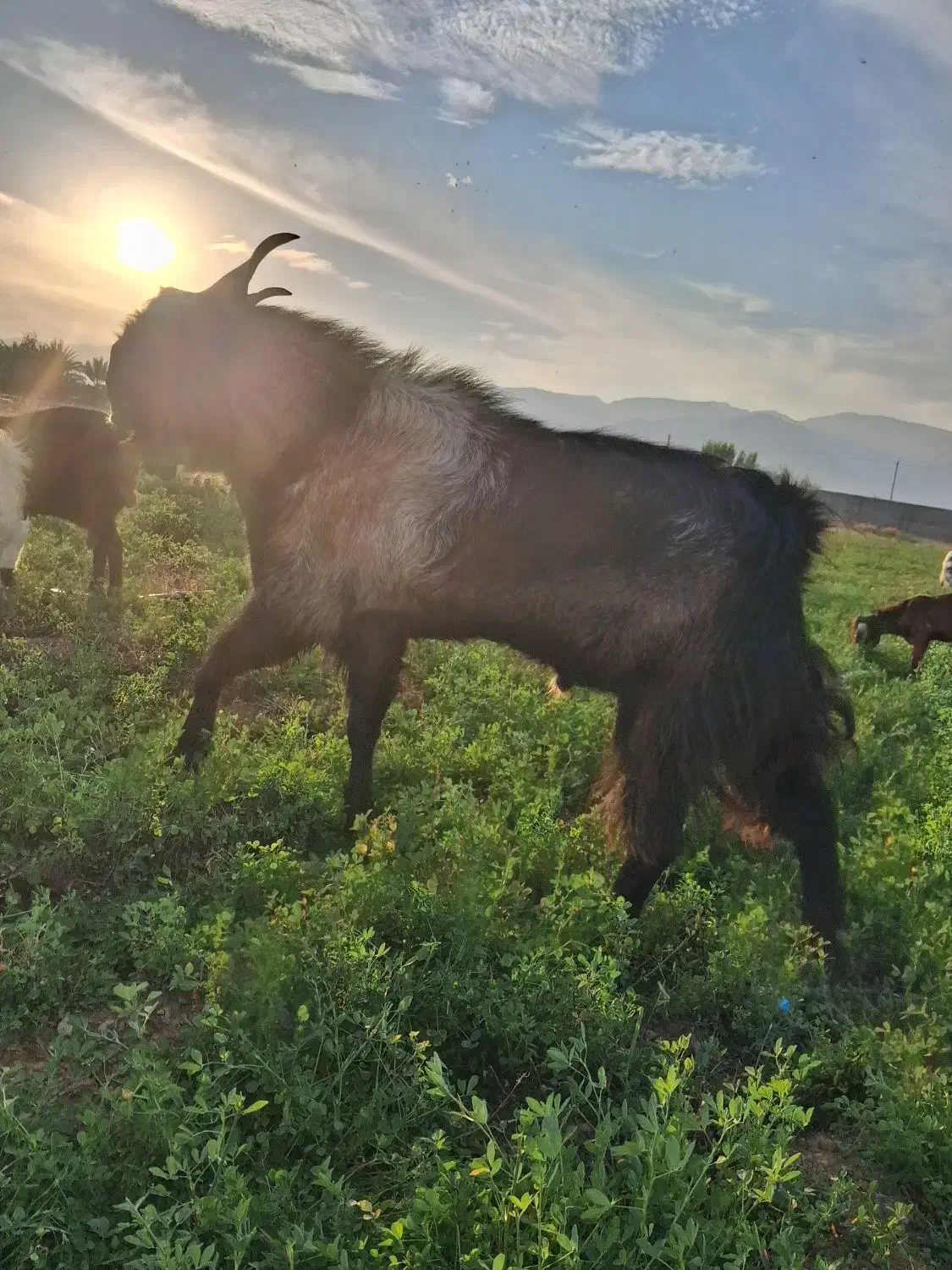 چبش (دوبور)|حیوانات مزرعه|داراب, |دیوار