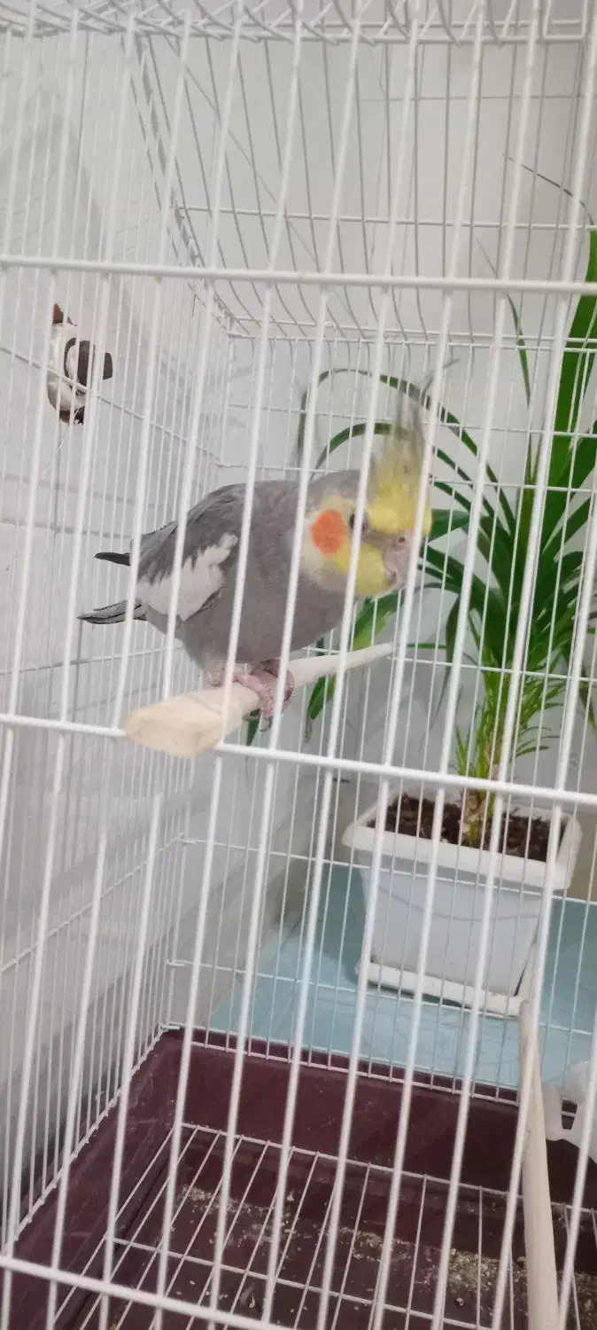 عروس هلندی دستی سخنگو|پرنده|اردکان, |دیوار