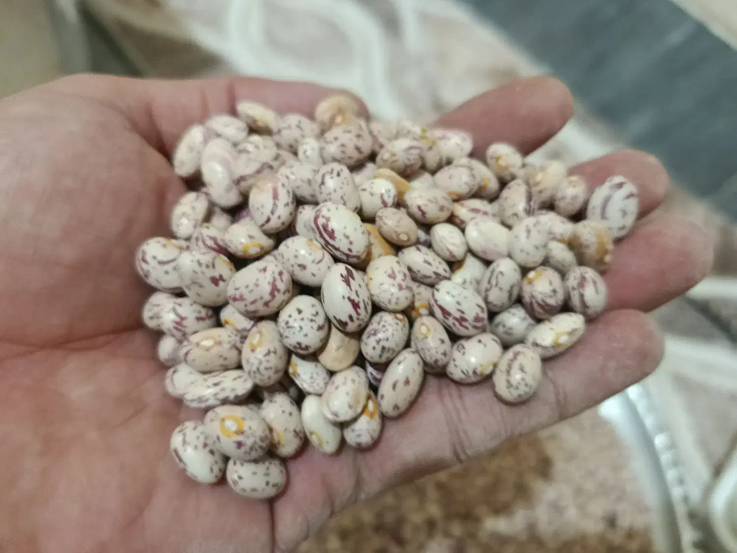 لوبیا چیتی درجه یک|خوردنی و آشامیدنی|قره چای, |دیوار