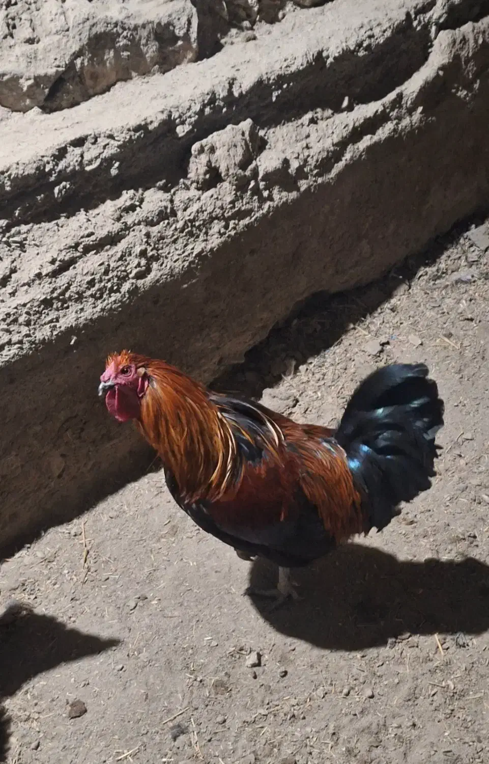 خروس|حیوانات مزرعه|الیگودرز, |دیوار