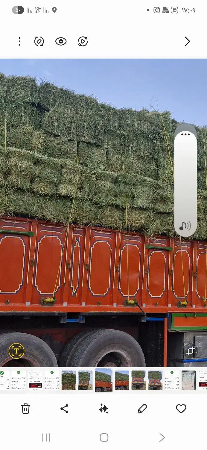 یونجه خشک انباری|حیوانات مزرعه|پیر سلیمان, |دیوار