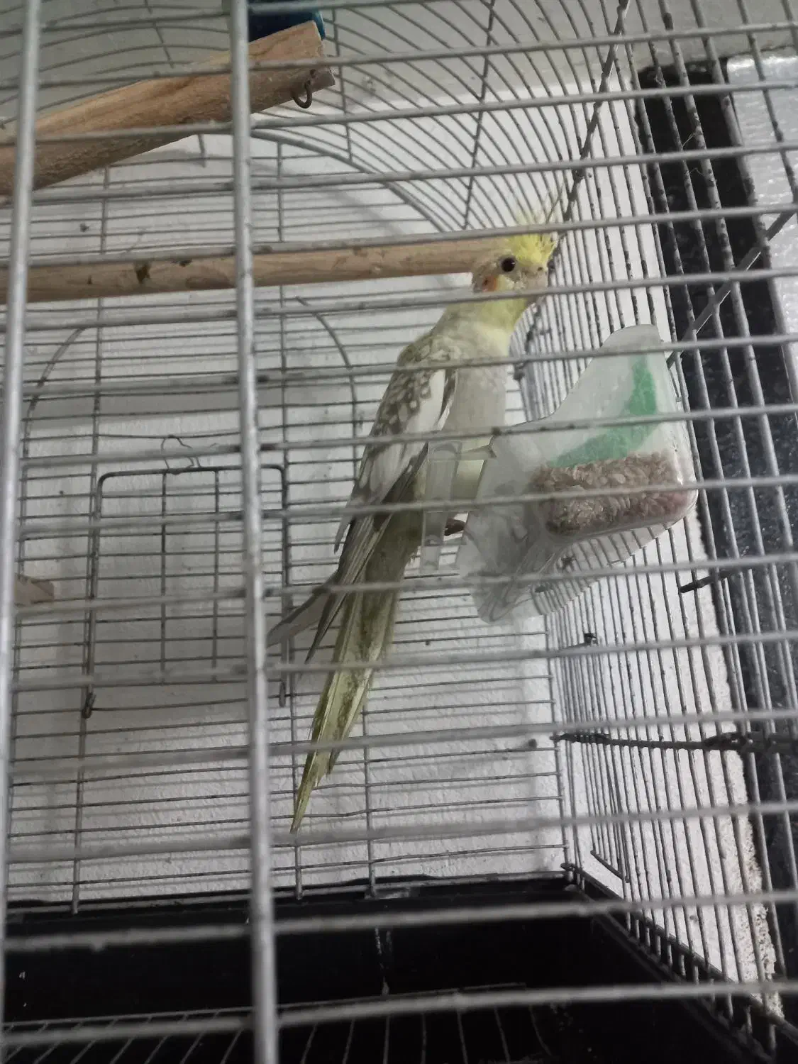 عروس هلندی|پرنده|رشت, حمیدیان|دیوار