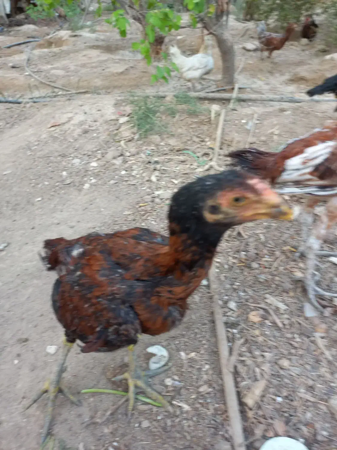 خروس لاری|حیوانات مزرعه|شبانکاره, |دیوار