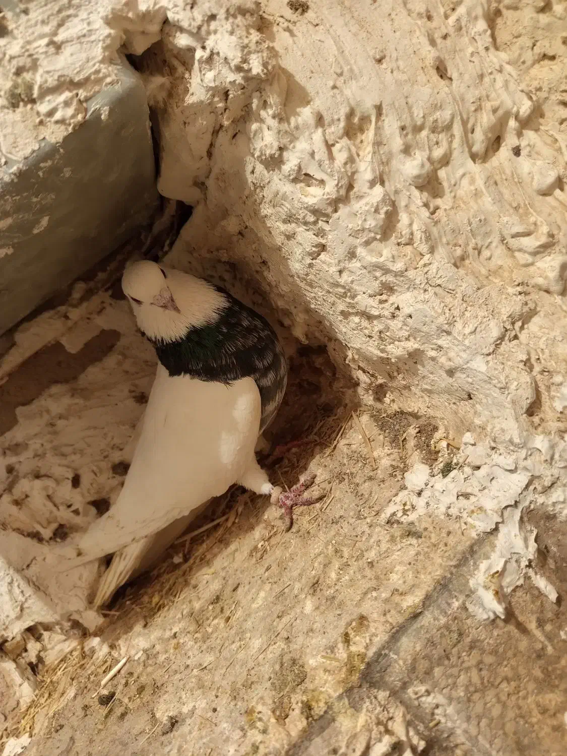 کفتر طوقی هفت‌رنگ نر چپ زرد ماده|پرنده|سبزوار, قصبه شرقی|دیوار