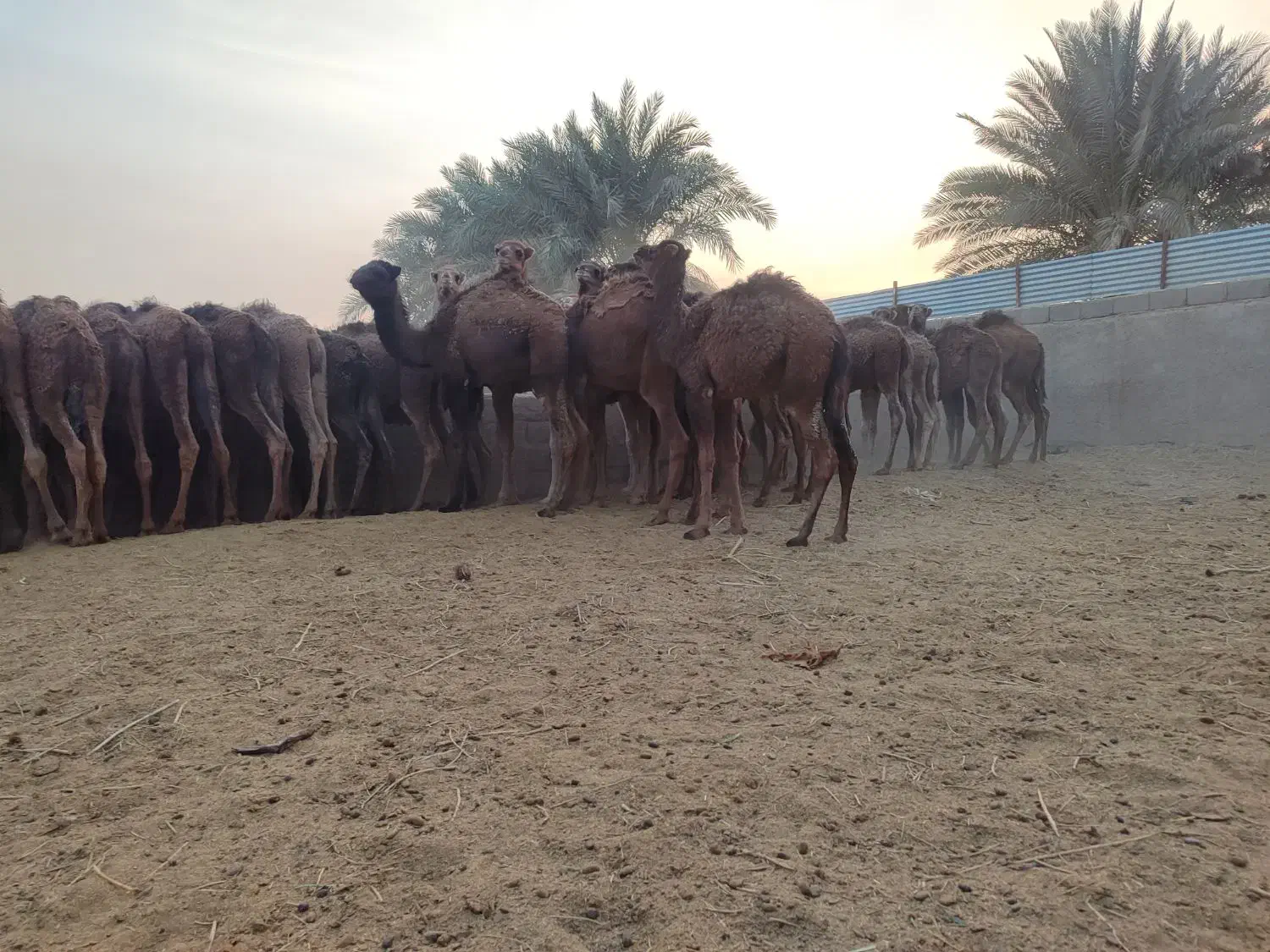 20 حاشی فروشی|حیوانات مزرعه|طبس, |دیوار