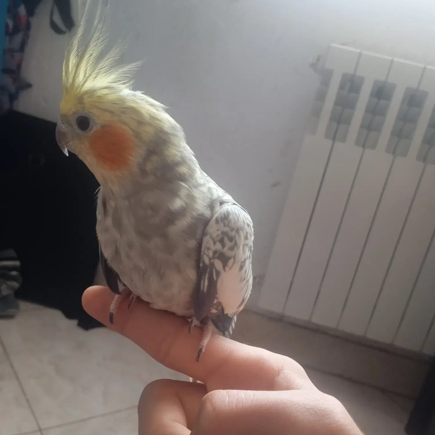 طوطی عروس هلندی|پرنده|آستانه اشرفیه, |دیوار