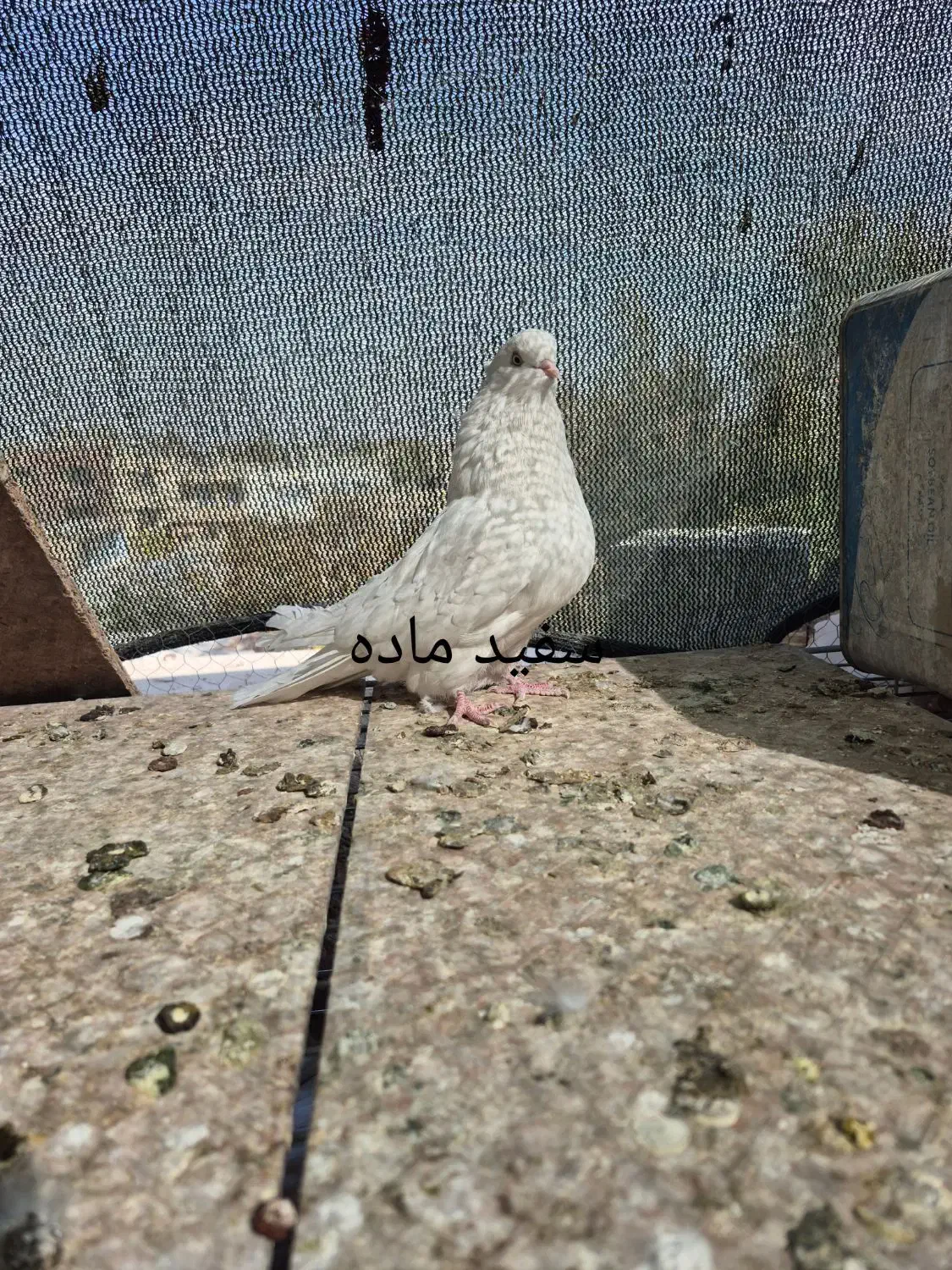 کبوتر . طوقی .دم سفید.سفید نوک ریز|پرنده|خمینیشهر, |دیوار