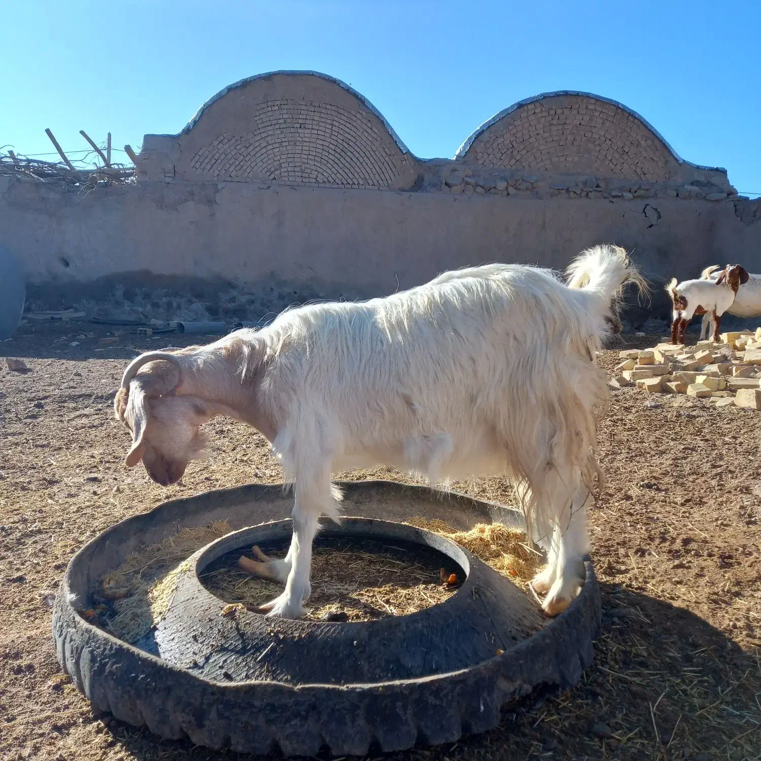 بز دوقلو زا|حیوانات مزرعه|اردکان, |دیوار