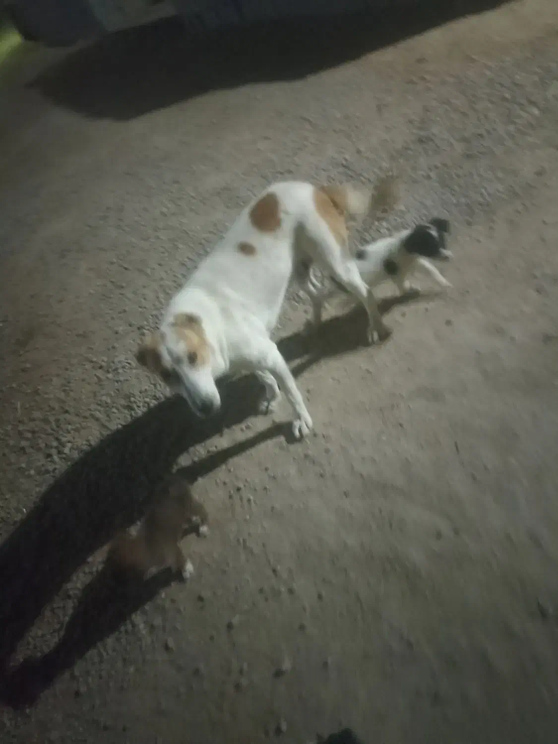 واگذاری|سگ|شادگان, |دیوار