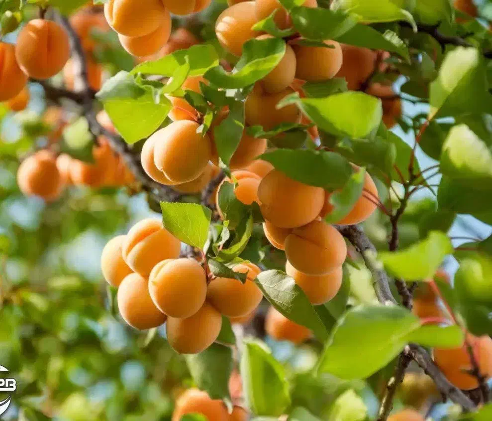 آغاز پیش‌فروش نهال زردآلو شکرپاره لیبل دار|خدمات باغبانی و درختکاری|بانه, |دیوار