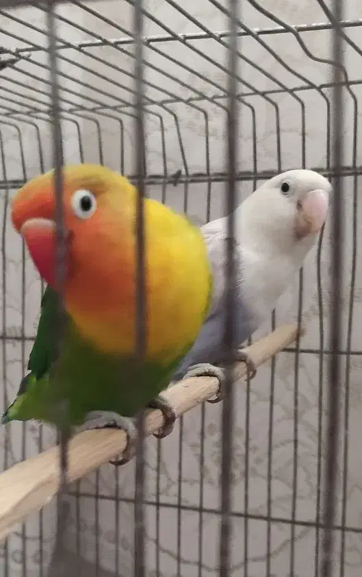 طوطی برزیلی|پرنده|کرمان, |دیوار