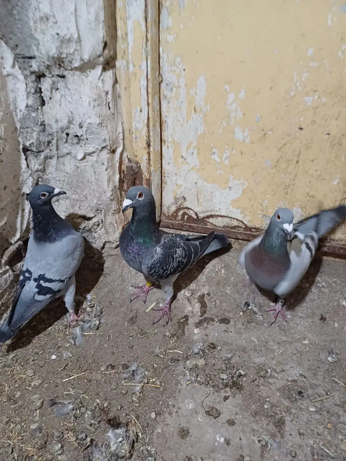 کبوتر پلاکی|پرنده|ویلکیج, |دیوار