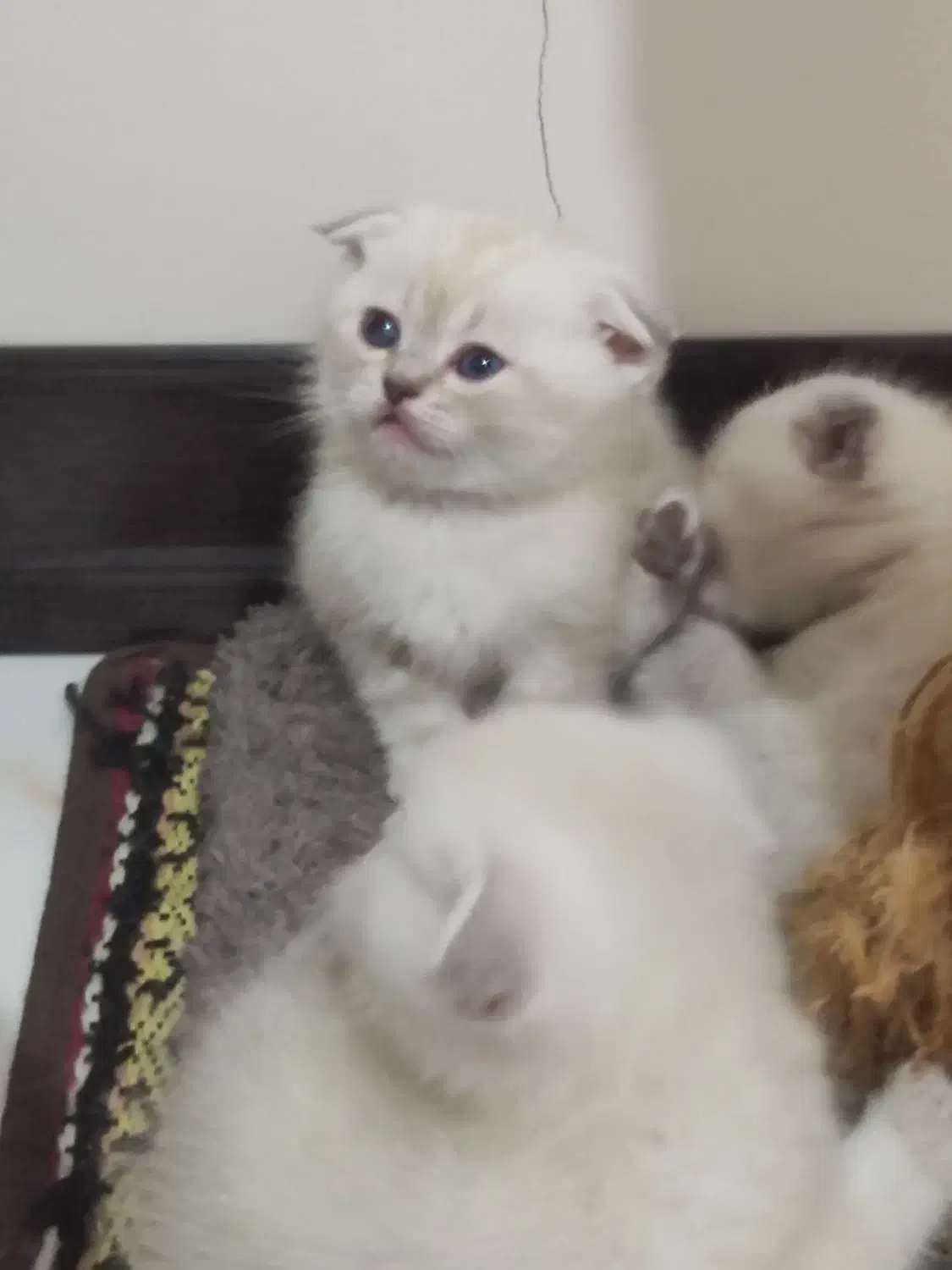 چینچیلا سیلور اسکاتیش بریتیش|گربه|ساری, |دیوار