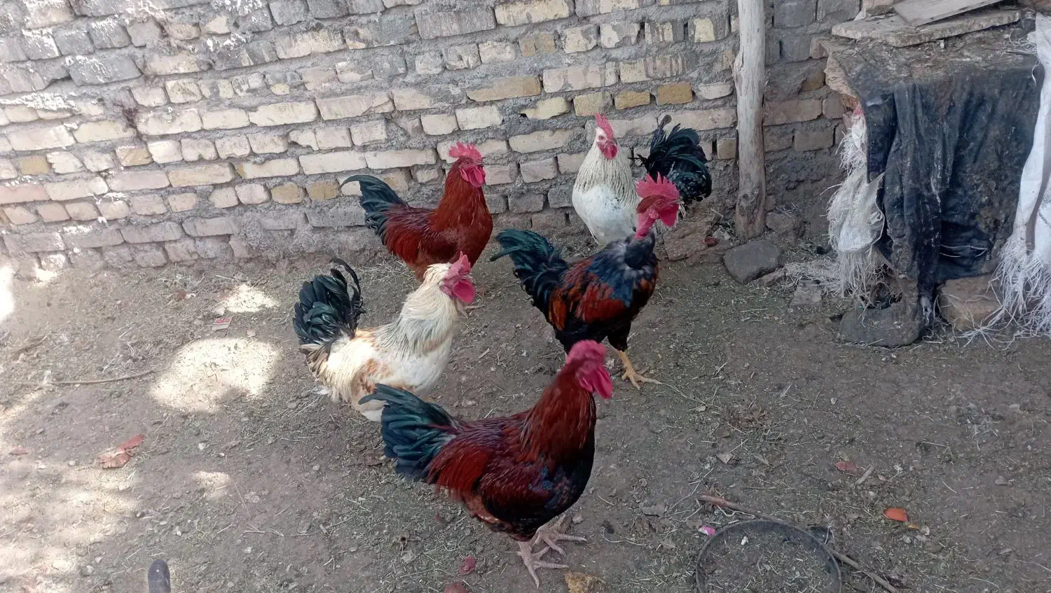 فروش خروس رسمی|حیوانات مزرعه|دلیجان, |دیوار