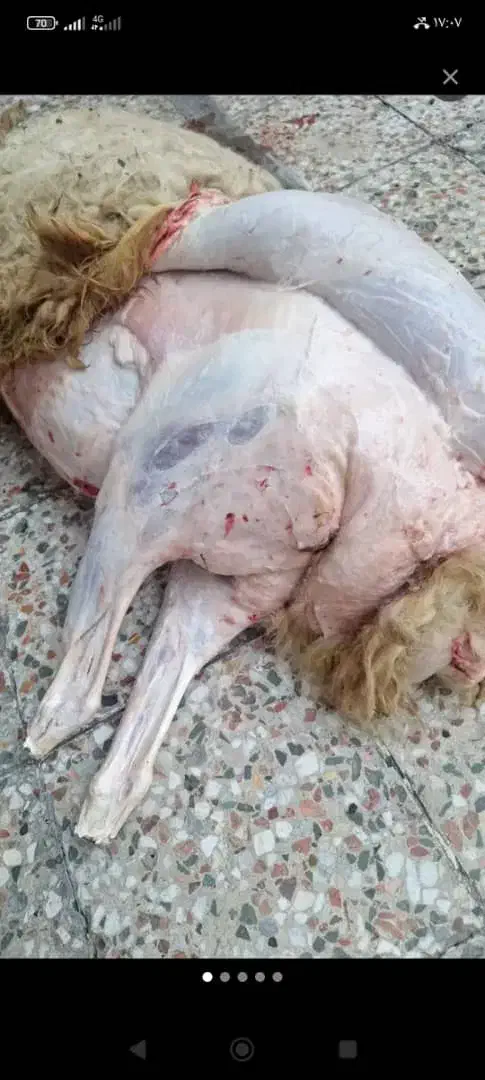 قصاب|استخدام خدمات فروشگاه و رستوران|آبادان, |دیوار