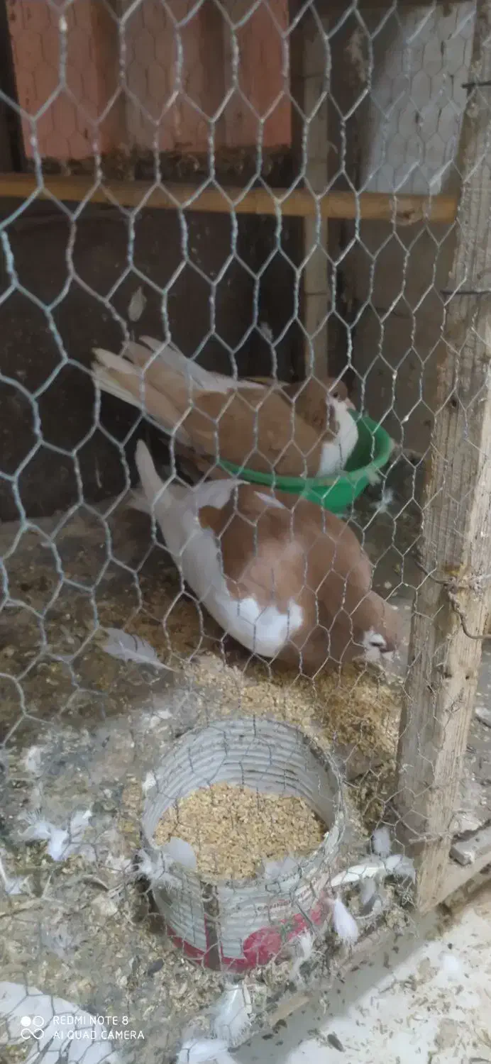 یک جفت ساده|پرنده|گنبد کاووس, |دیوار