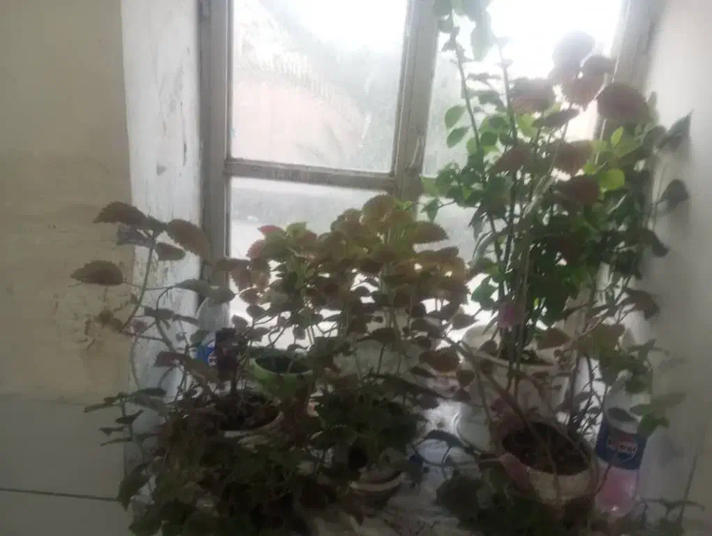 گل آپارتمانی|گل و گیاه طبیعی|فسا, |دیوار