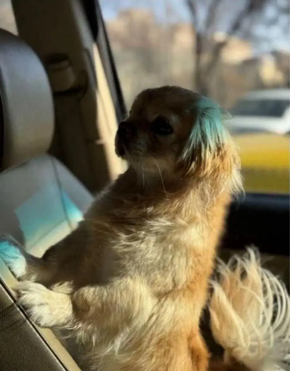 سگ پیکینیز امپریال|سگ|تبریز, |دیوار