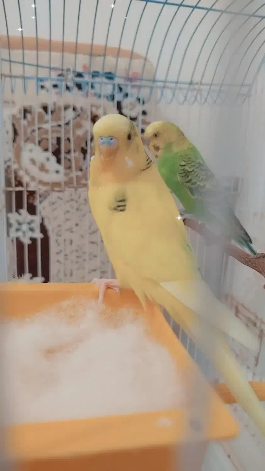 دو عدد مرغ عشق نر|پرنده|پارس‌آباد, |دیوار