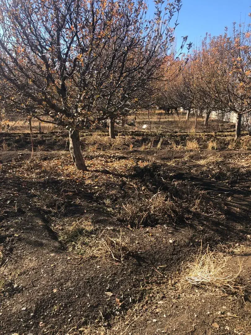 زمین ویلایی|فروش زمین و ملک کلنگی|سیلوانه, |دیوار