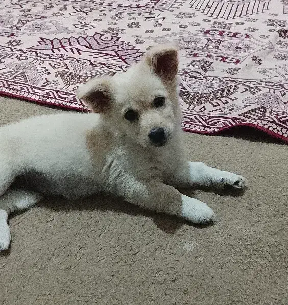 سگ پامر اشپیتز ماده|سگ|مهریز, |دیوار