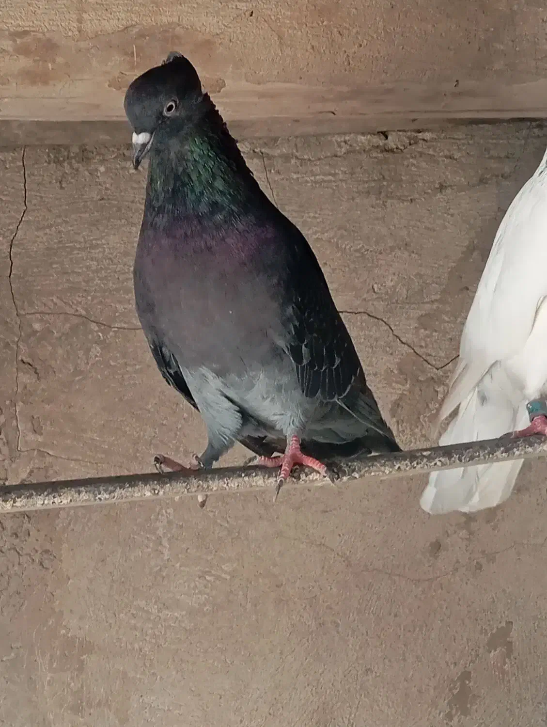 کبوتر|پرنده|گلپایگان, |دیوار