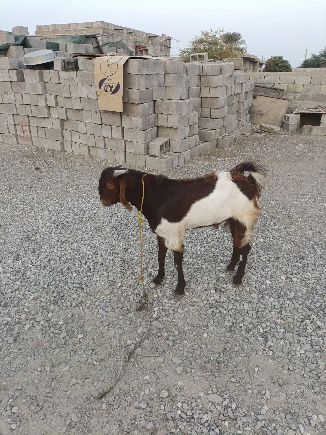 کهره نر|حیوانات مزرعه|میناب, |دیوار