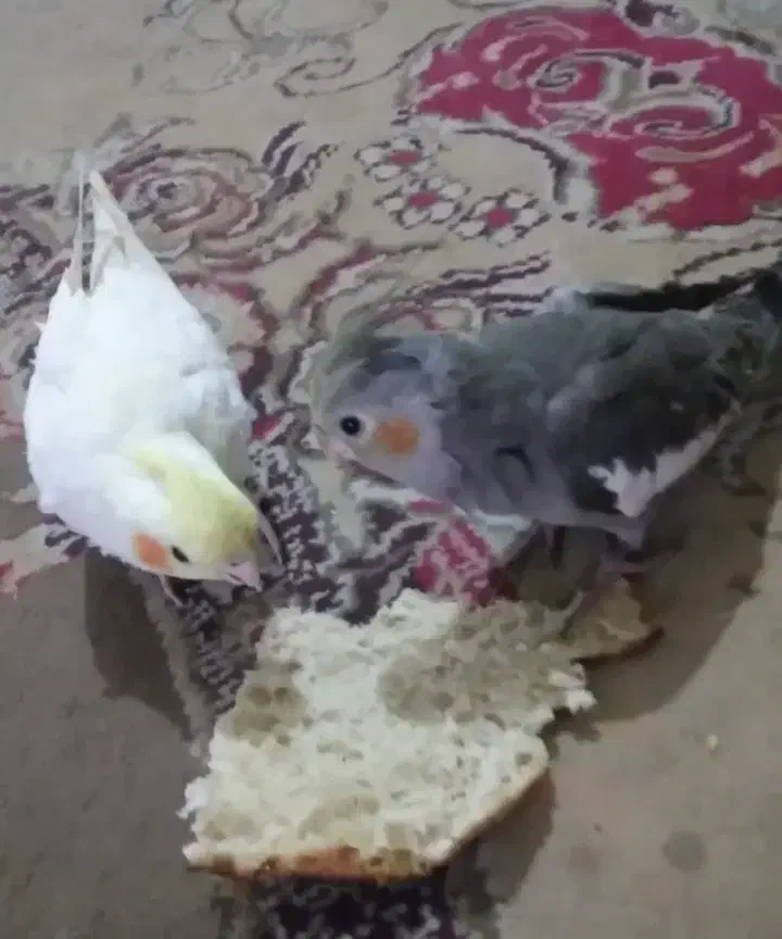 عروس هلندی|حیوانات|زاهدان, |دیوار