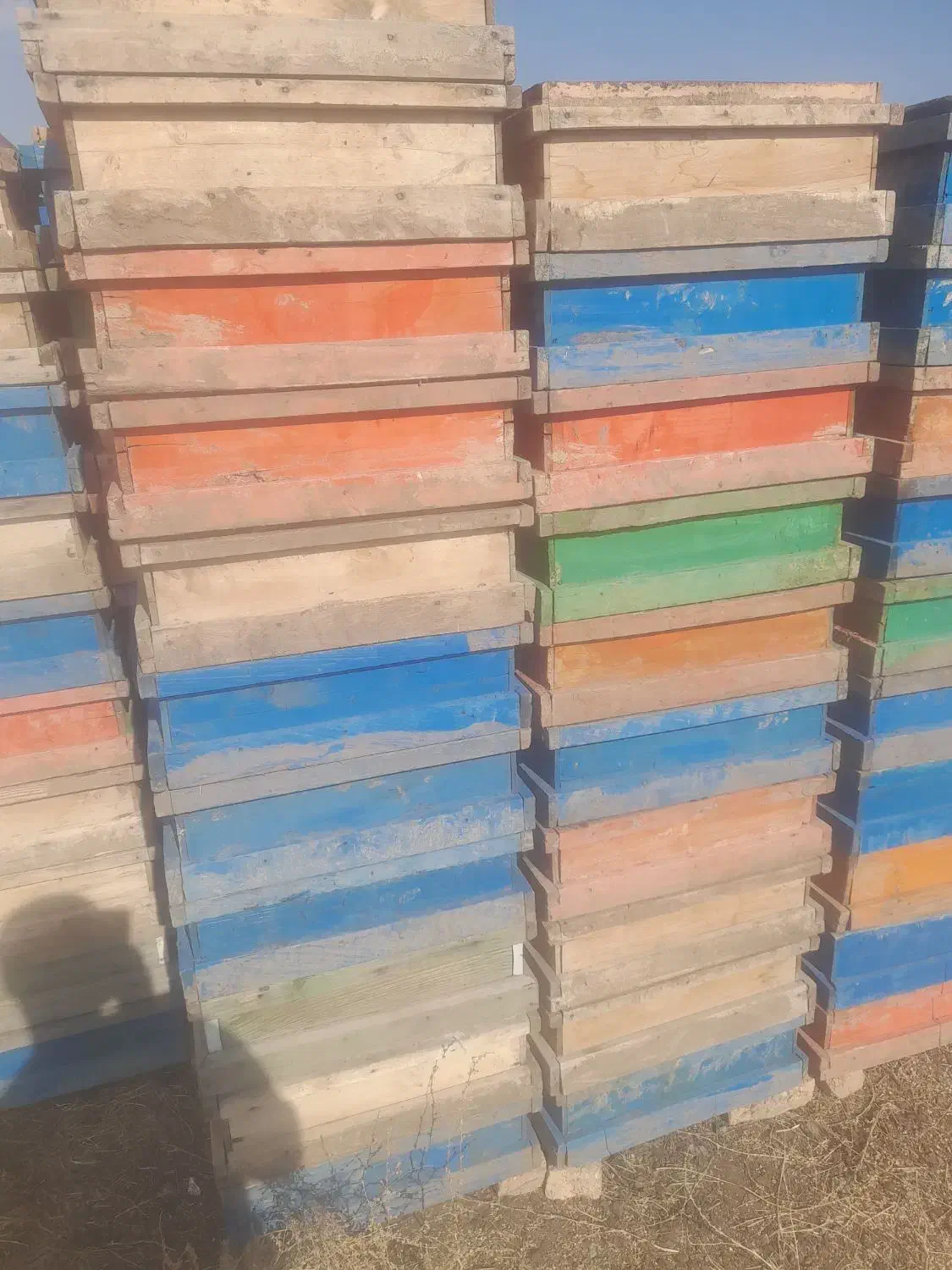 فروش طبق زنبور امریکایی|حیوانات مزرعه|کوراییم, |دیوار