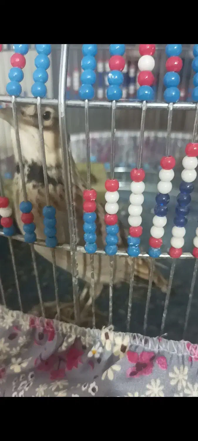 سهره مست مست|پرنده|تهران, شمیران‌نو|دیوار