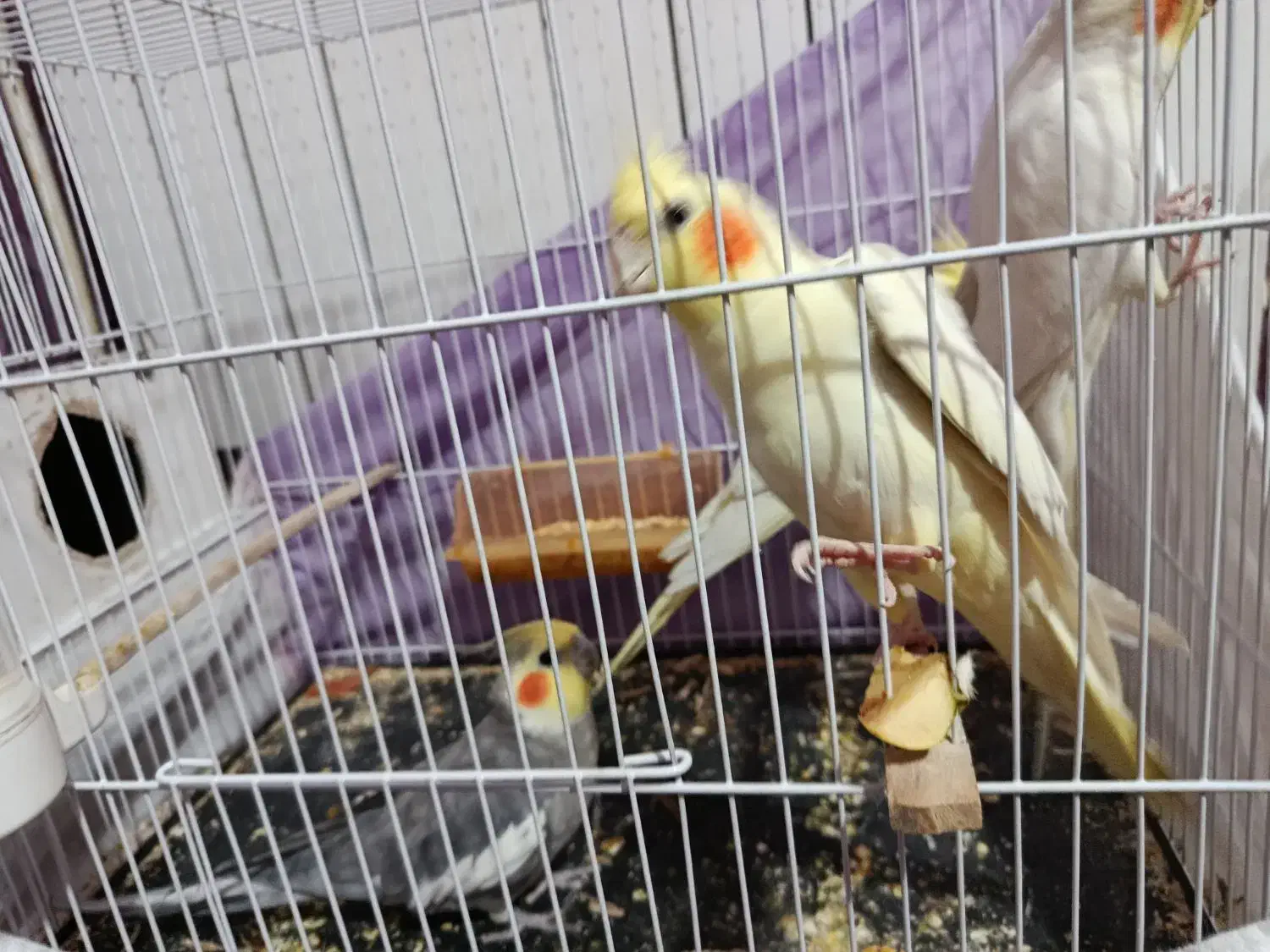 معاوظه عروس با سیستم ماشین|پرنده|گلبهار, شهر جدید گلبهار|دیوار