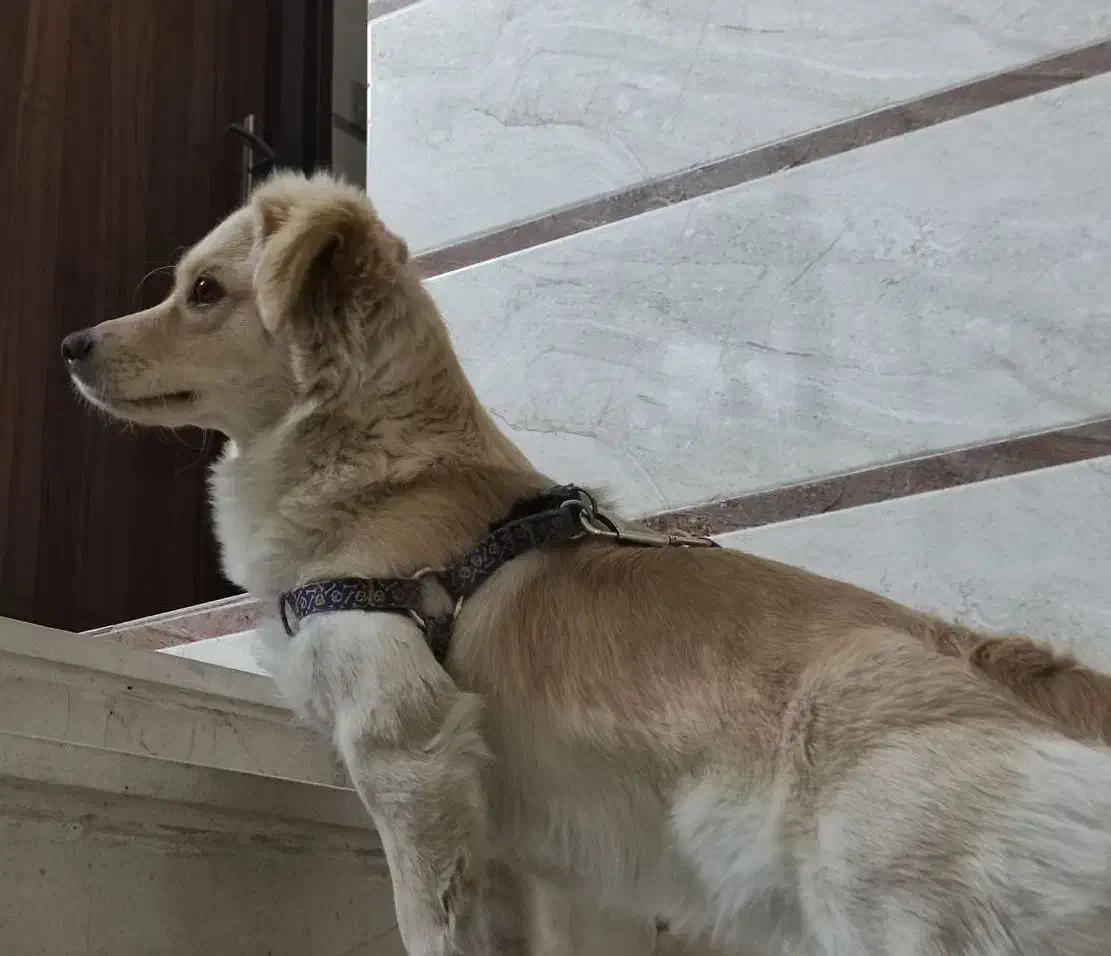 واگذاری اشپیتز گلدن|سگ|اصفهان, خوراسگان|دیوار