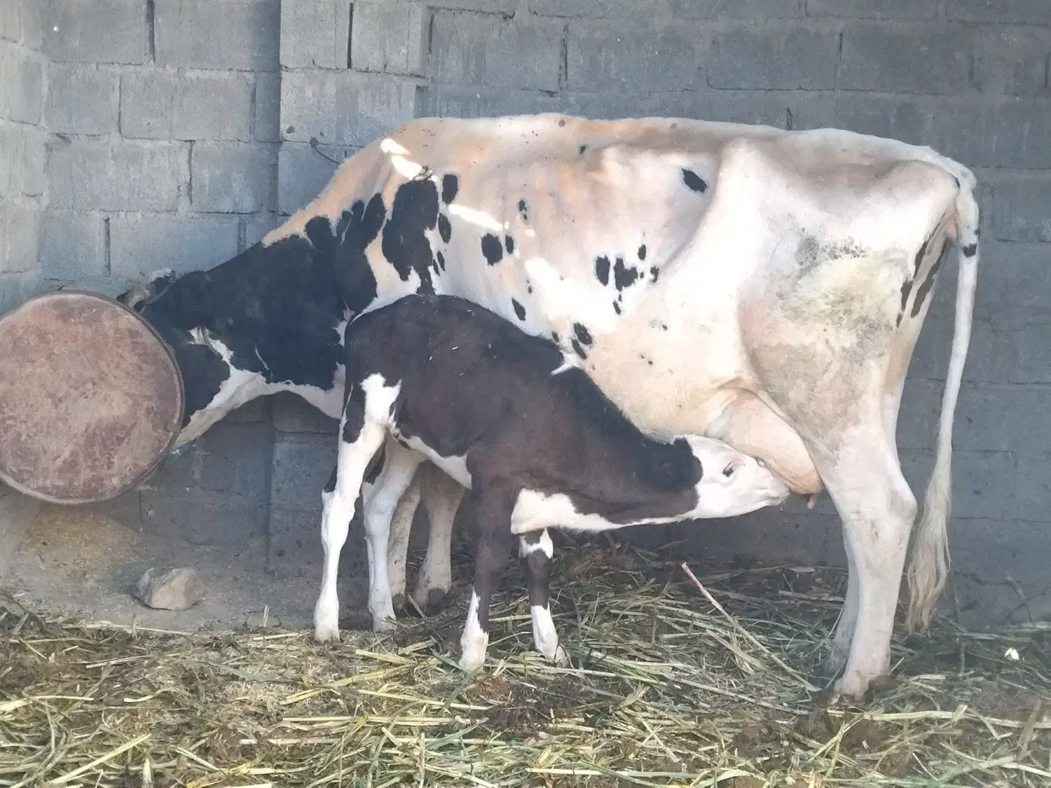 فروشی|حیوانات مزرعه|مهرستان, |دیوار