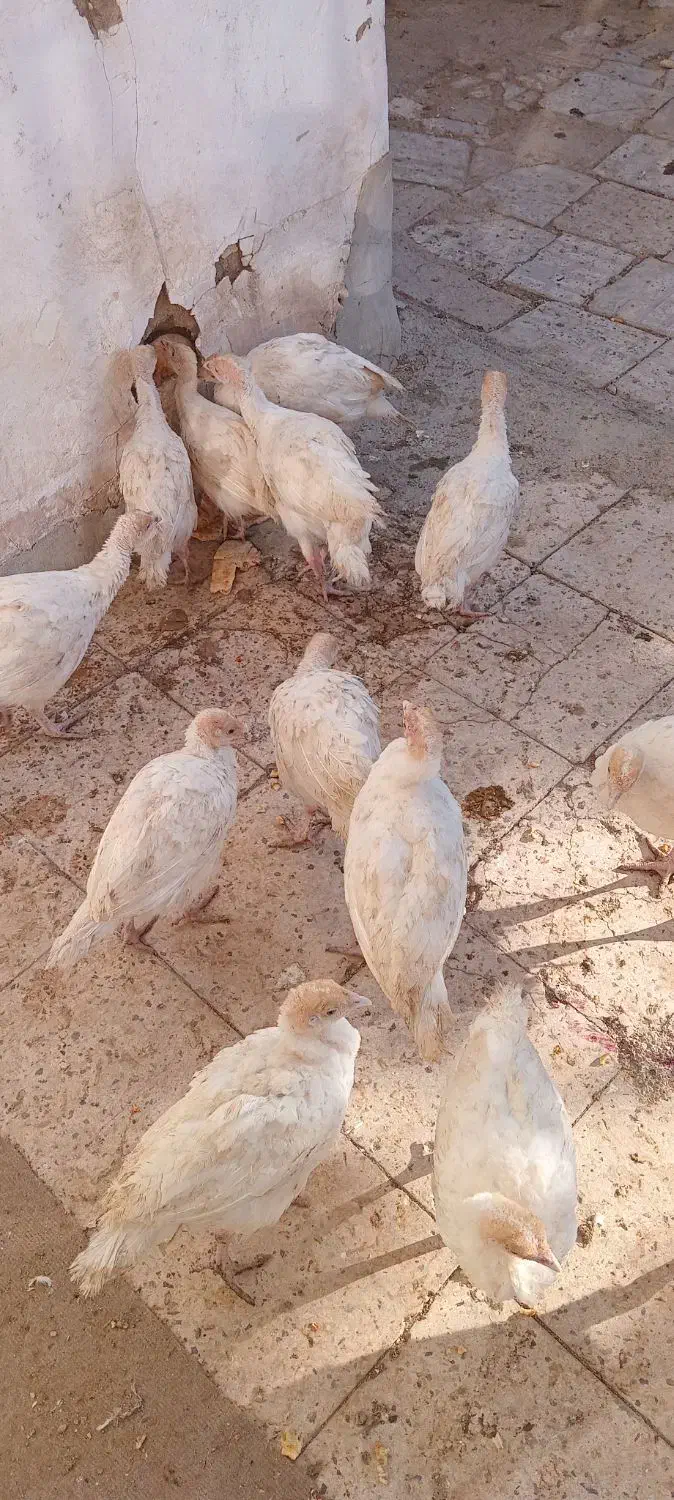 بوقلمون ۳ماهه|حیوانات مزرعه|بسطام, |دیوار