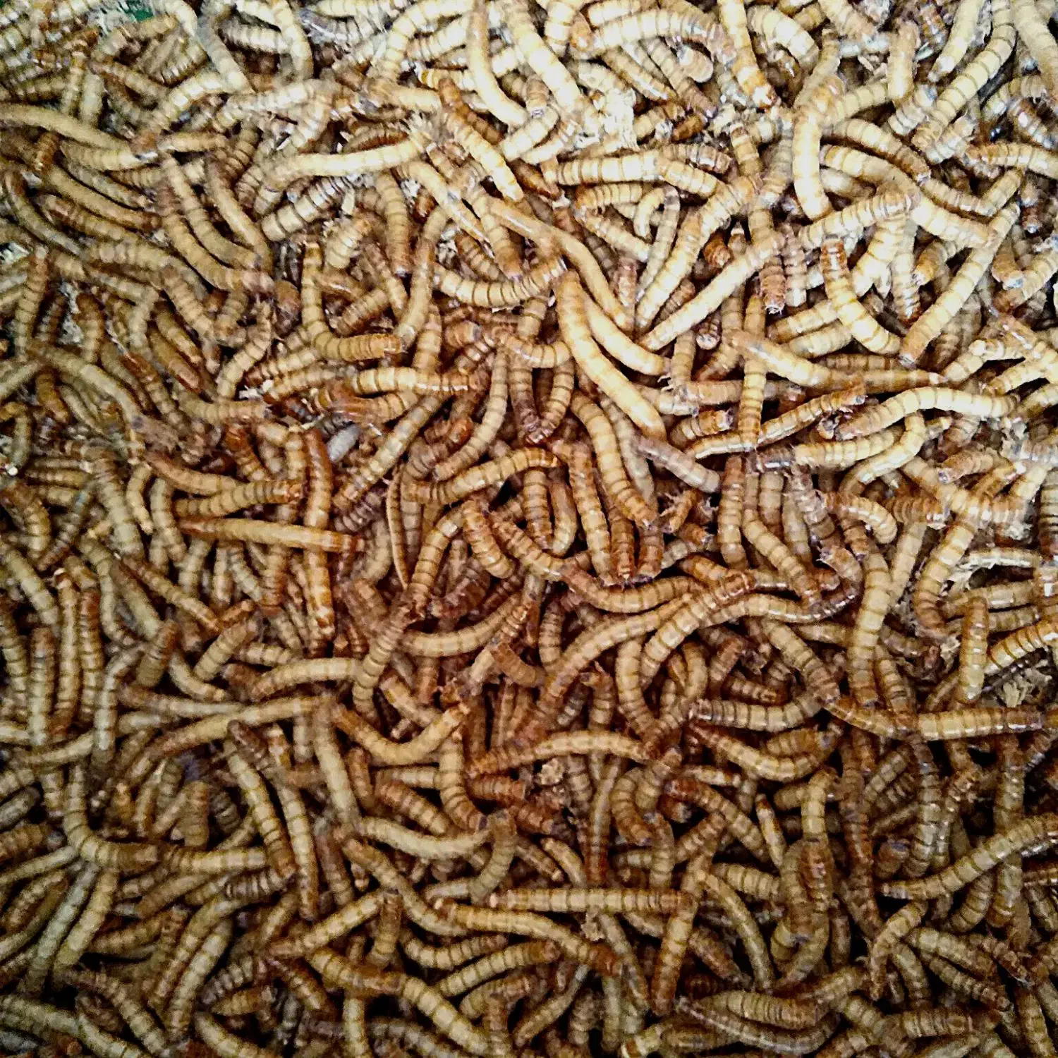 کرم میلورم زنده وخشک|خزنده|مشهد, یوسفیه (شهرک غرب)|دیوار