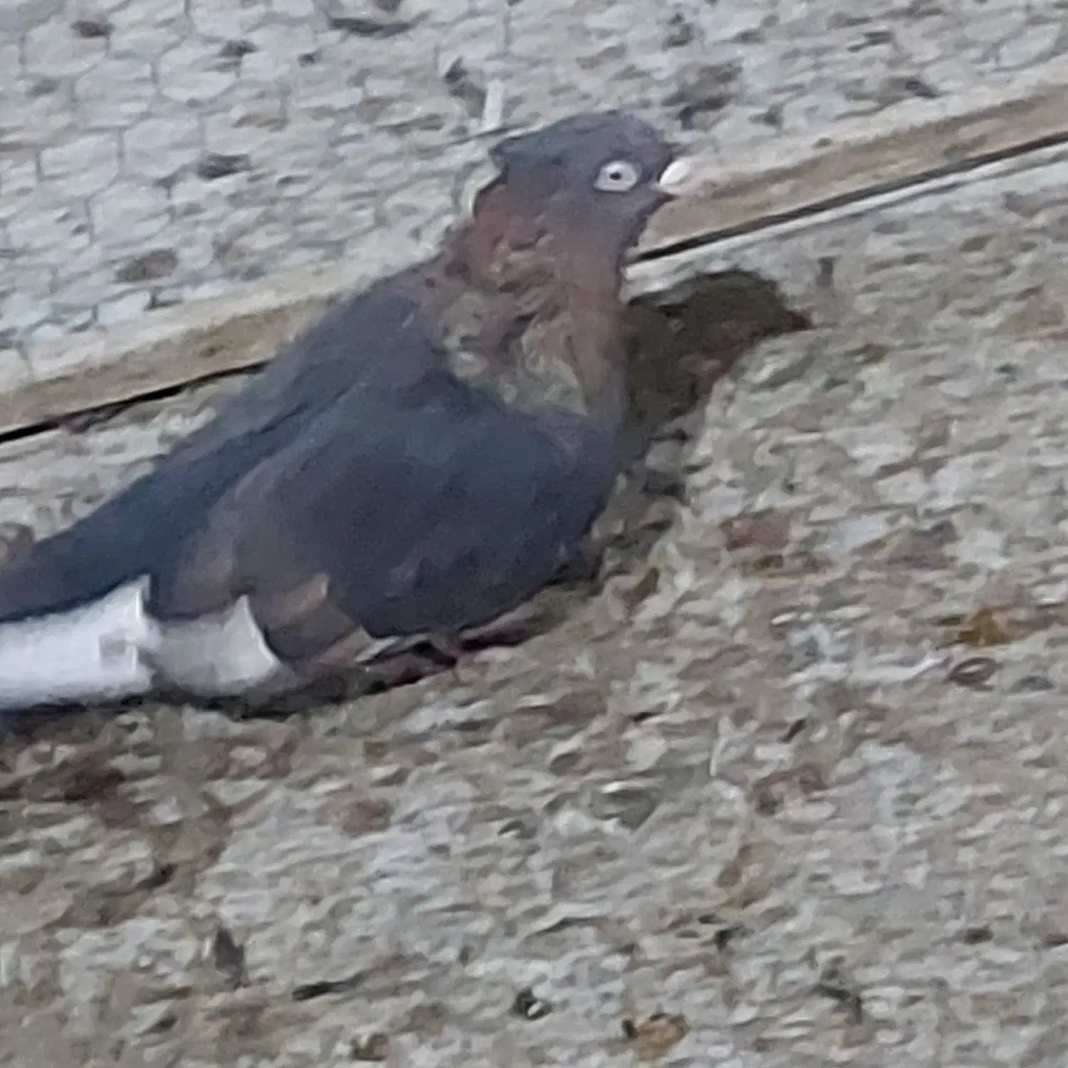 نر سینه|پرنده|شیراز, فضل‌آباد|دیوار