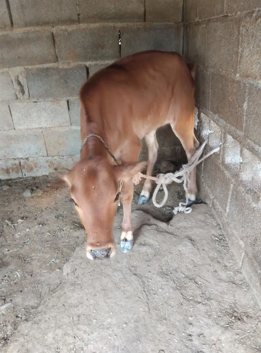 یک راس گاو و یک راس گوساله|حیوانات مزرعه|تخت, |دیوار