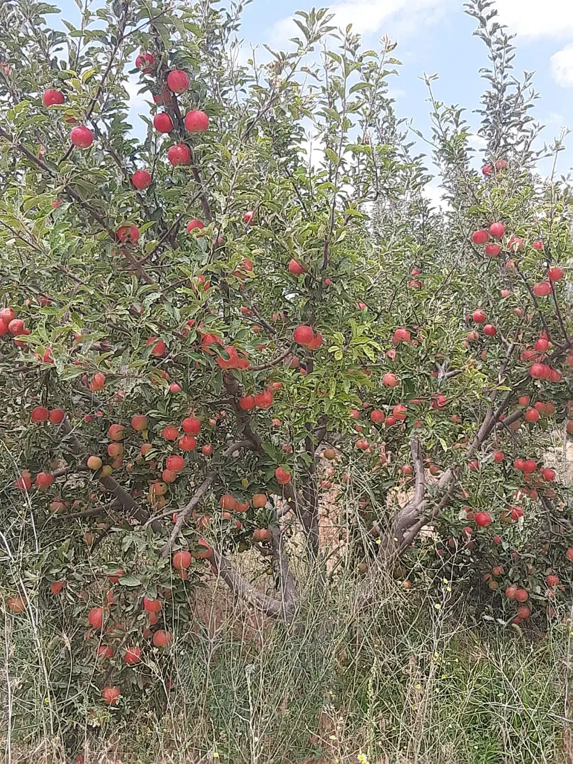اجاره دادن باغ دارای ۷۰۰ درخت روستای مشگین شهر|اجارهٔ کوتاه‌مدت ویلا و باغ|مشگین شهر, |دیوار
